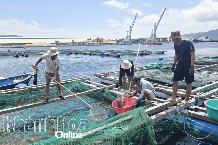 Ngư dân thu hoạch tôm, cá sớm để chạy bão