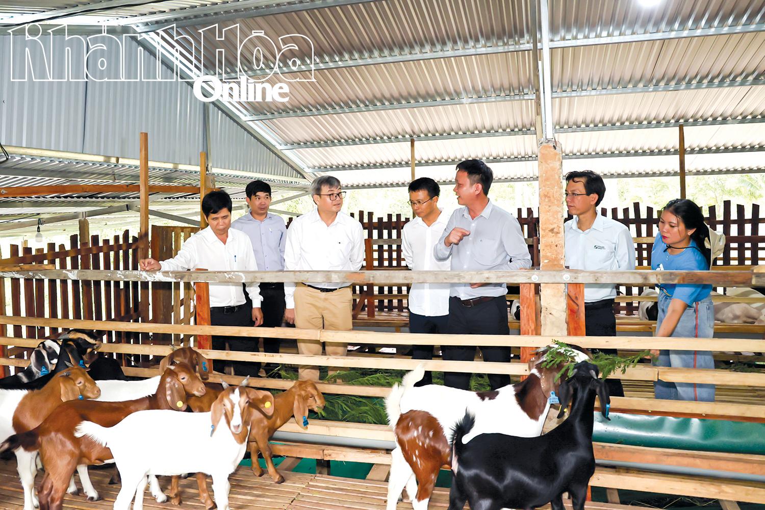 Lãnh đạo Sở Nông nghiệp và Môi trường cùng đoàn công tác khuyến nông tham quan mô hình nuôi dê gắn với du lịch sinh thái tại xã Tây Ninh Hòa.