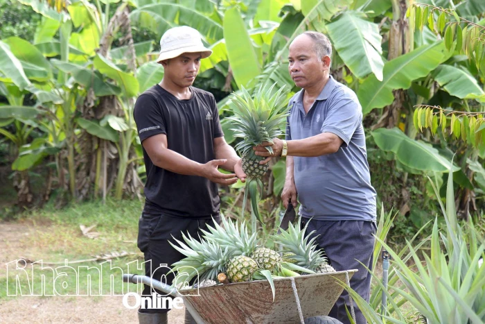Làm vườn hiệu quả trên vùng đất trũng