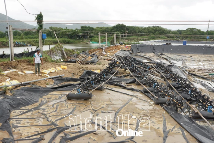 Xã Nam Cam Ranh: Người nuôi thủy sản bị thiệt hại nặng 