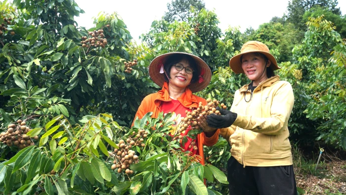 VIDEO: Hỗ trợ quảng bá, tiêu thụ sản phẩm vùng đồng bào dân tộc thiểu số