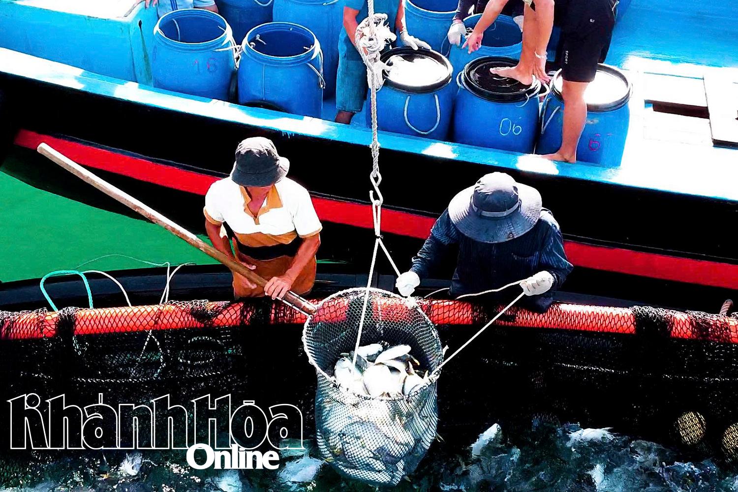 Thu hoạch cá chim vây vàng của gia đình ông Vũ Khắc Mười nuôi tại khu vực biển Đầm Bấy.