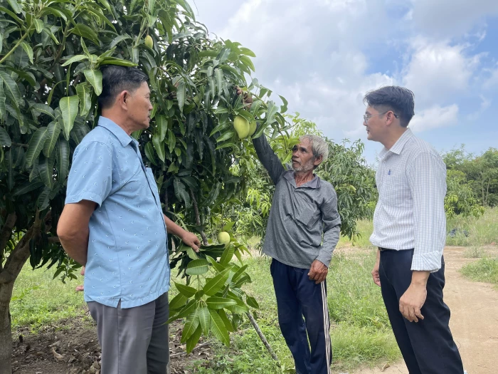 [Video] Đồng bào dân tộc thiểu số phát triển kinh tế nhờ trồng xoài