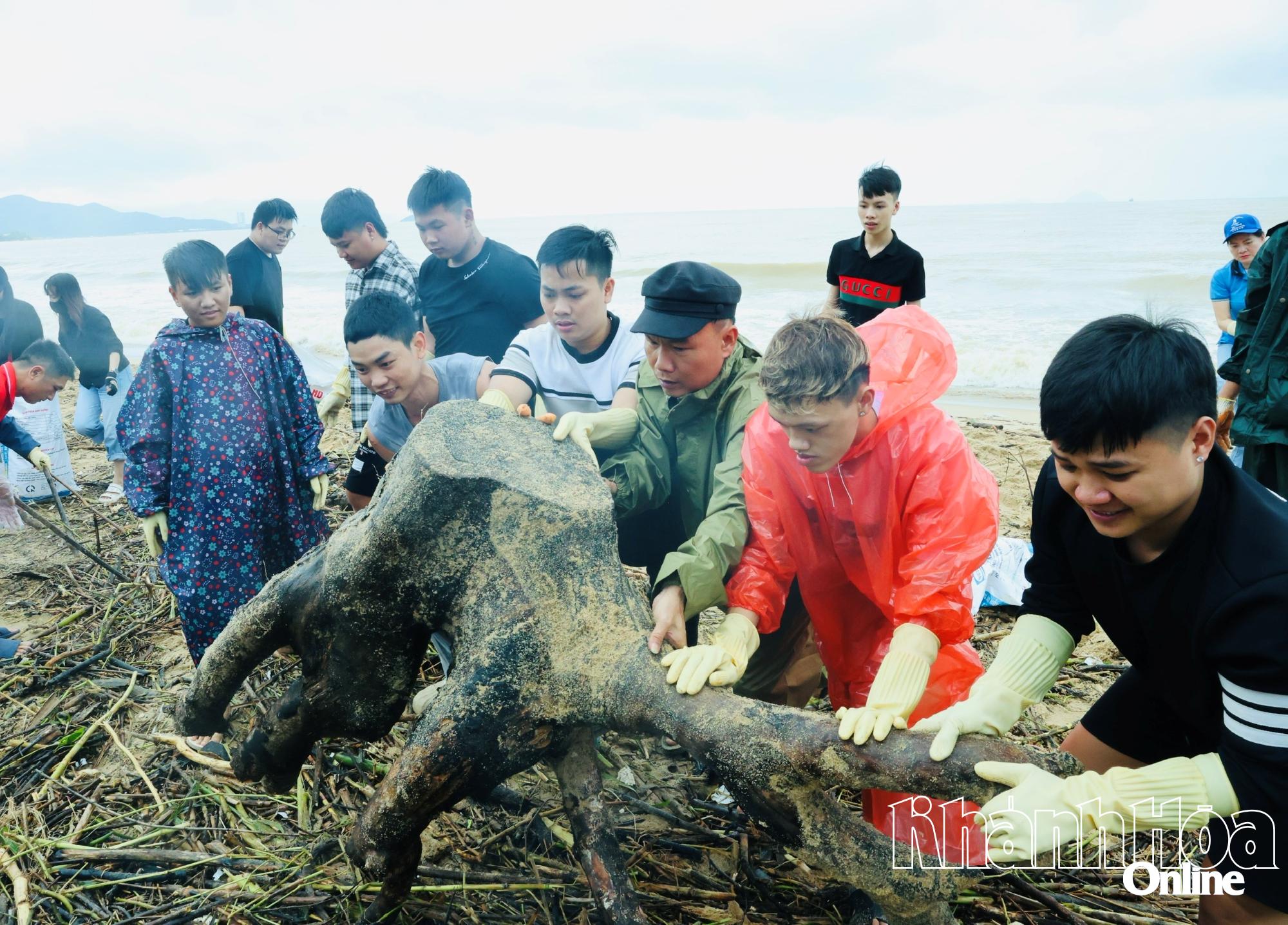 Ngoài rác thải sinh hoạt và cành cây nhỏ, còn có những góc cây lớn dạt vào bãi biển