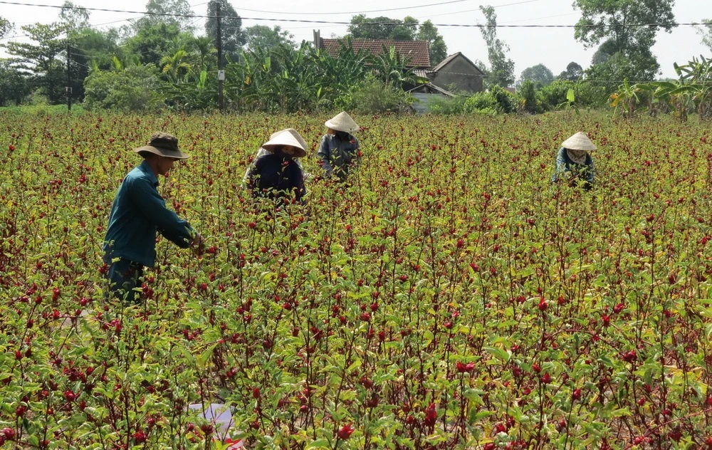 Nnông dân ở xã Phong An, huyện Phong Điền, Thừa Thiên-Huế, thu hoạch hoa atiso đỏ. (Ảnh: Hồ Cầu/TTXVN)