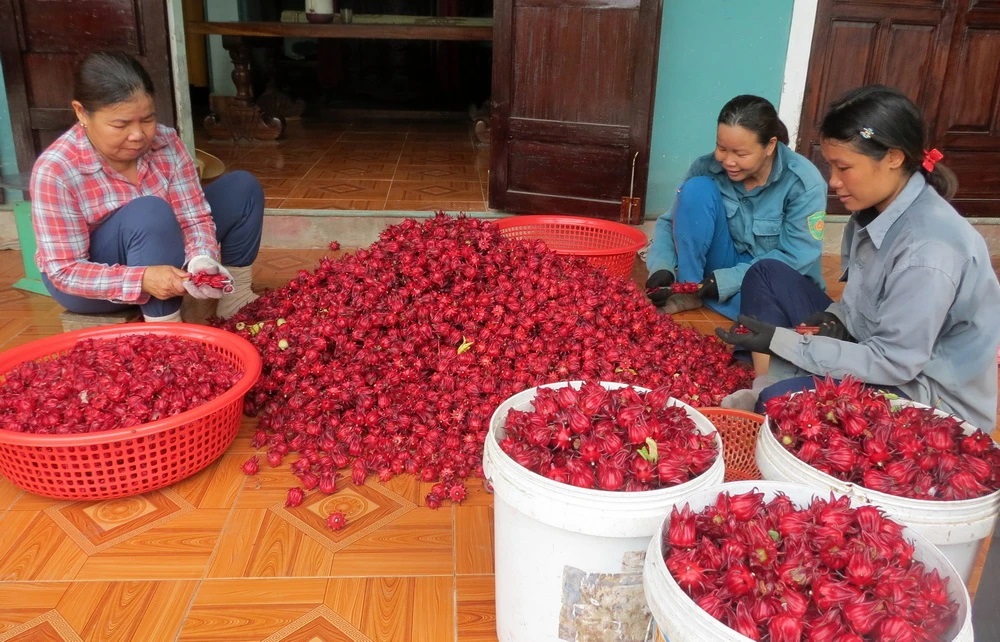 Công đoạn tách hạt hoa atiso tại một hộ gia đình ở xã Phong An, huyện Phong Điền, Thừa Thiên-Huế. (Ảnh: Hồ Cầu/TTXVN)