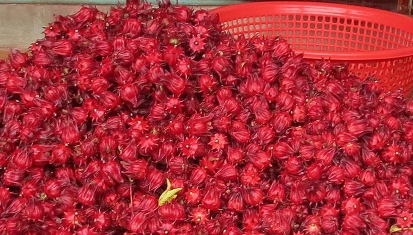 Những công dụng tuyệt vời của hoa atiso đỏ đối với sức khỏe