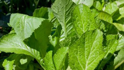 Cải xanh - cây rau, cây thuốc chữa bệnh