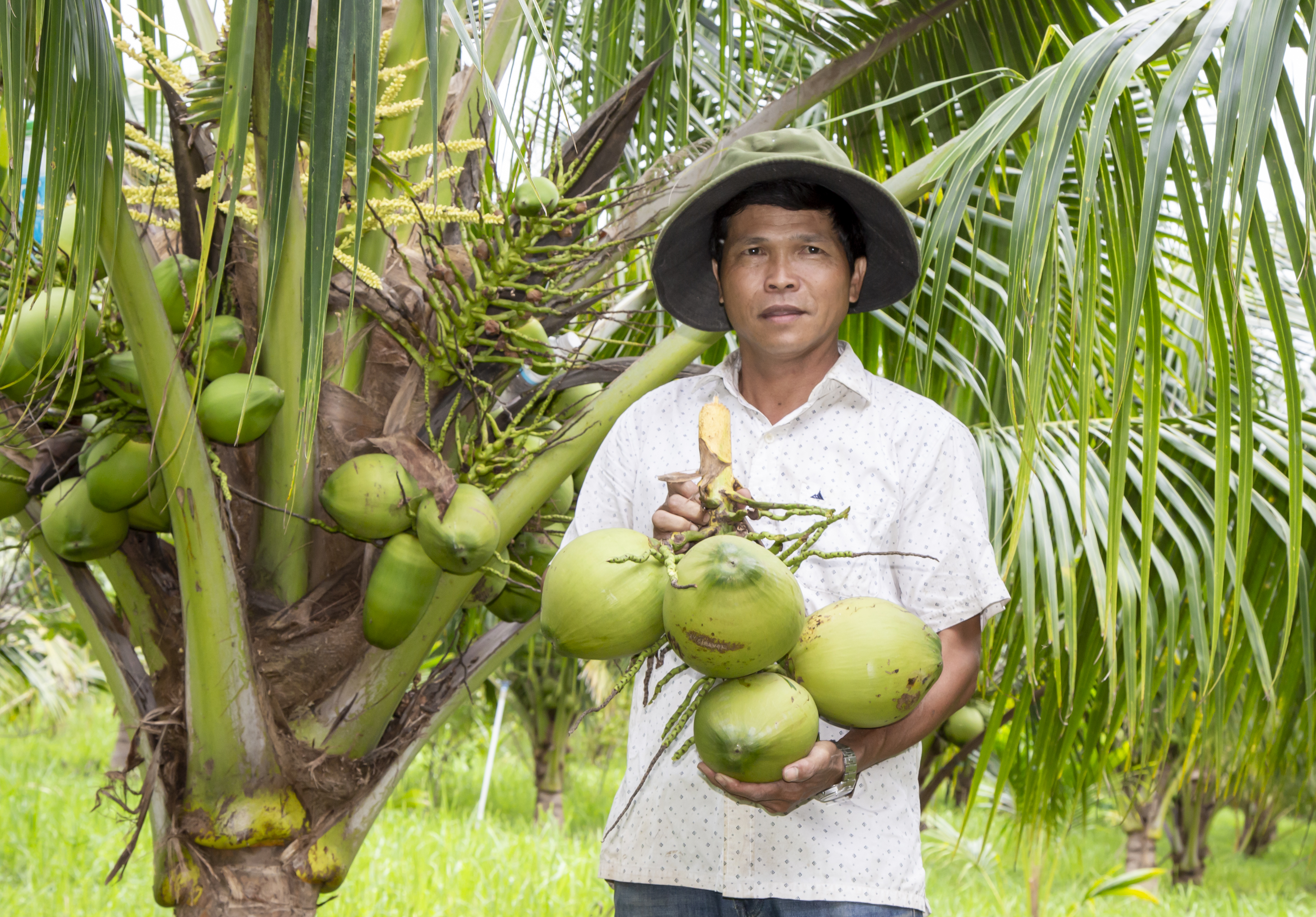 Nông dân xã Ninh Tây trồng dừa hữu cơ