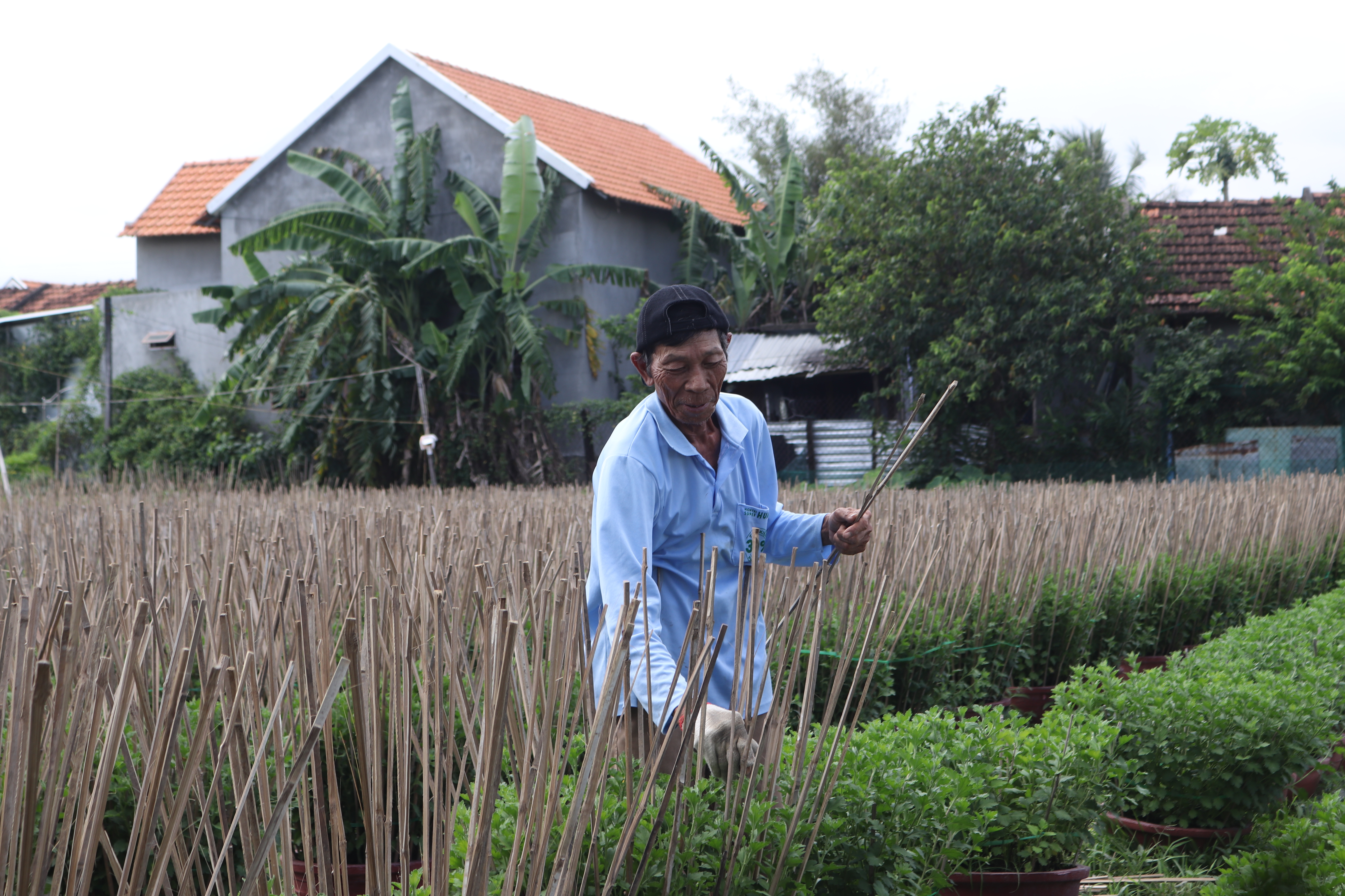 Hy vọng vào vụ cúc Tết