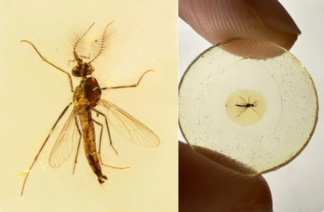 Hình ảnh do Viện Địa chất và Cổ sinh vật học Nam Kinh thuộc Viện Khoa học Trung Quốc cung cấp cho thấy mẫu hóa thạch của một con muỗi đực cổ đại.