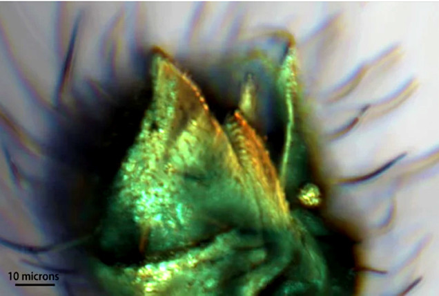 
Hình ảnh chụp qua kính hiển vi do Viện Địa chất và Cổ sinh vật học Nam Kinh thuộc Viện Khoa học Trung Quốc cung cấp cho thấy phần miệng của một con muỗi đực. (Ảnh: THX/TTXVN)