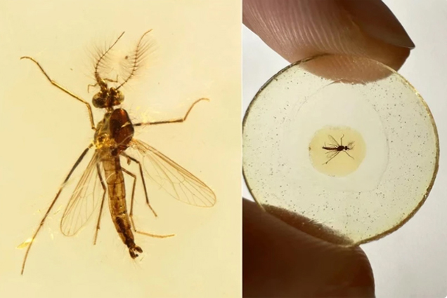 Hóa thạch của muỗi lâu đời nhất tiết lộ một bí mật bất ngờ