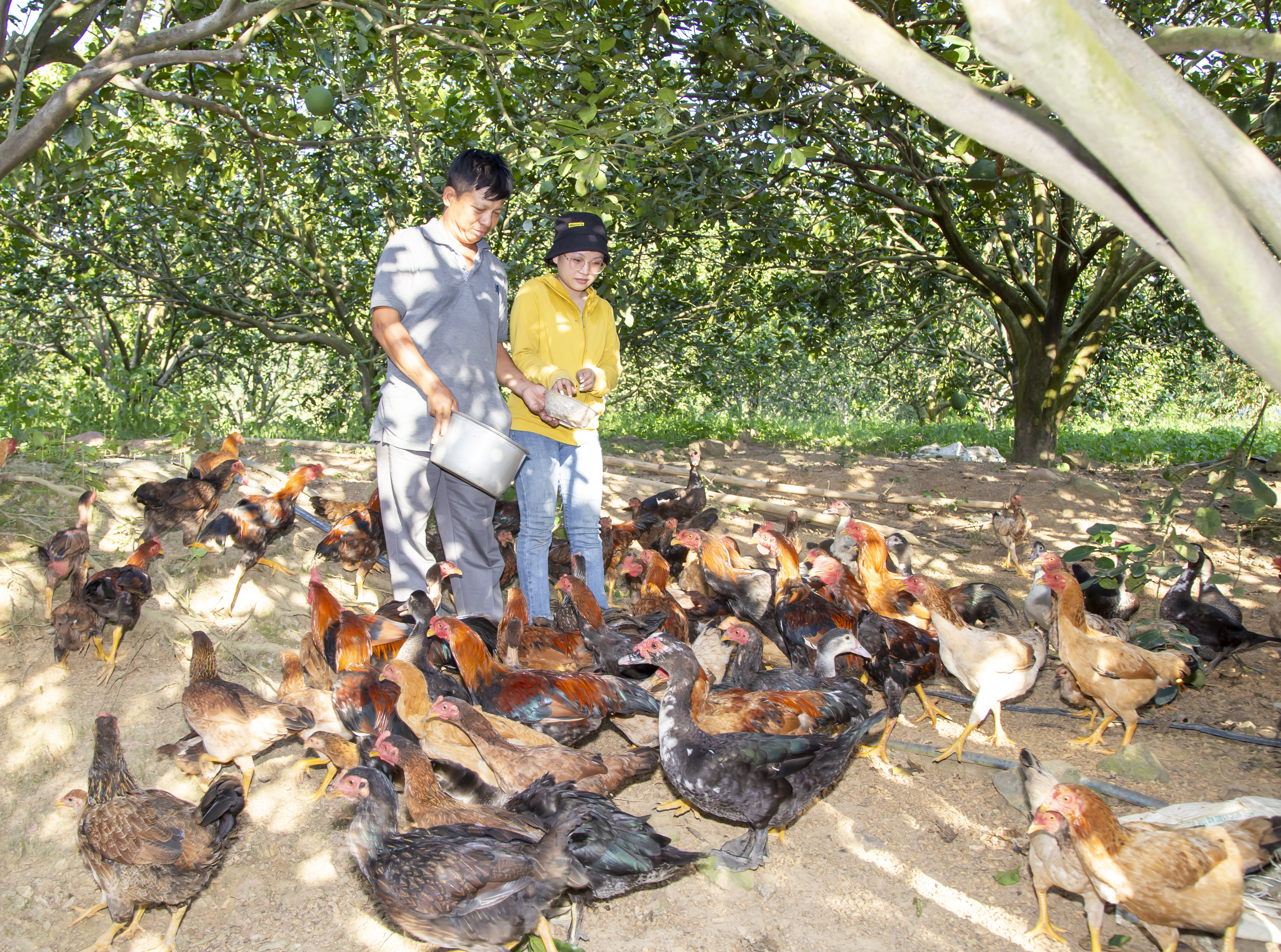 Nông dân xã Khánh Thành (huyện Khánh Vĩnh) nuôi gà dưới tán bưởi.