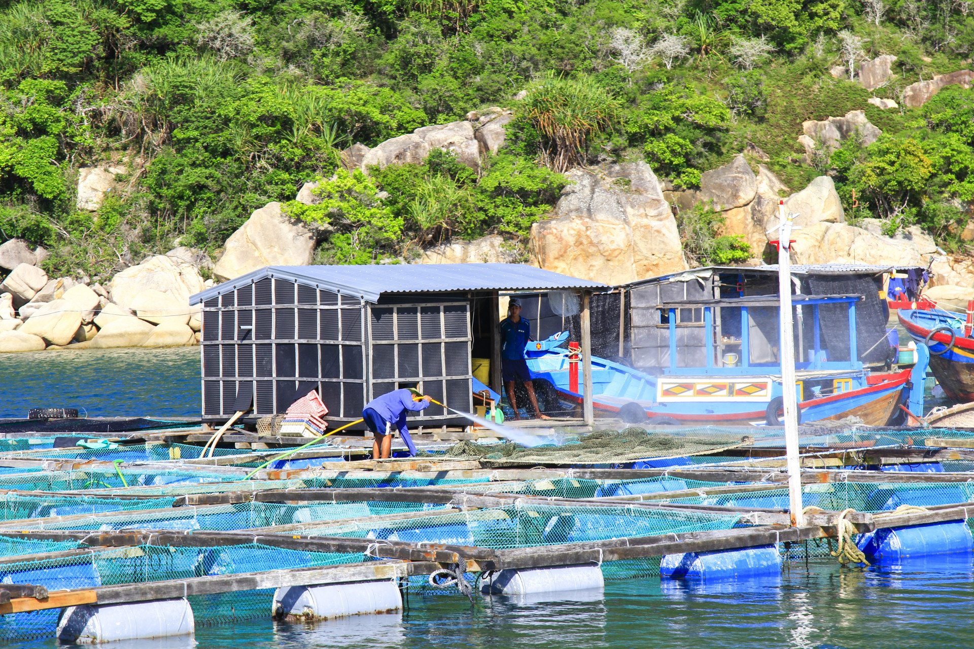 Người dân vệ sinh lưới lồng trên bè nuôi tôm hùm.