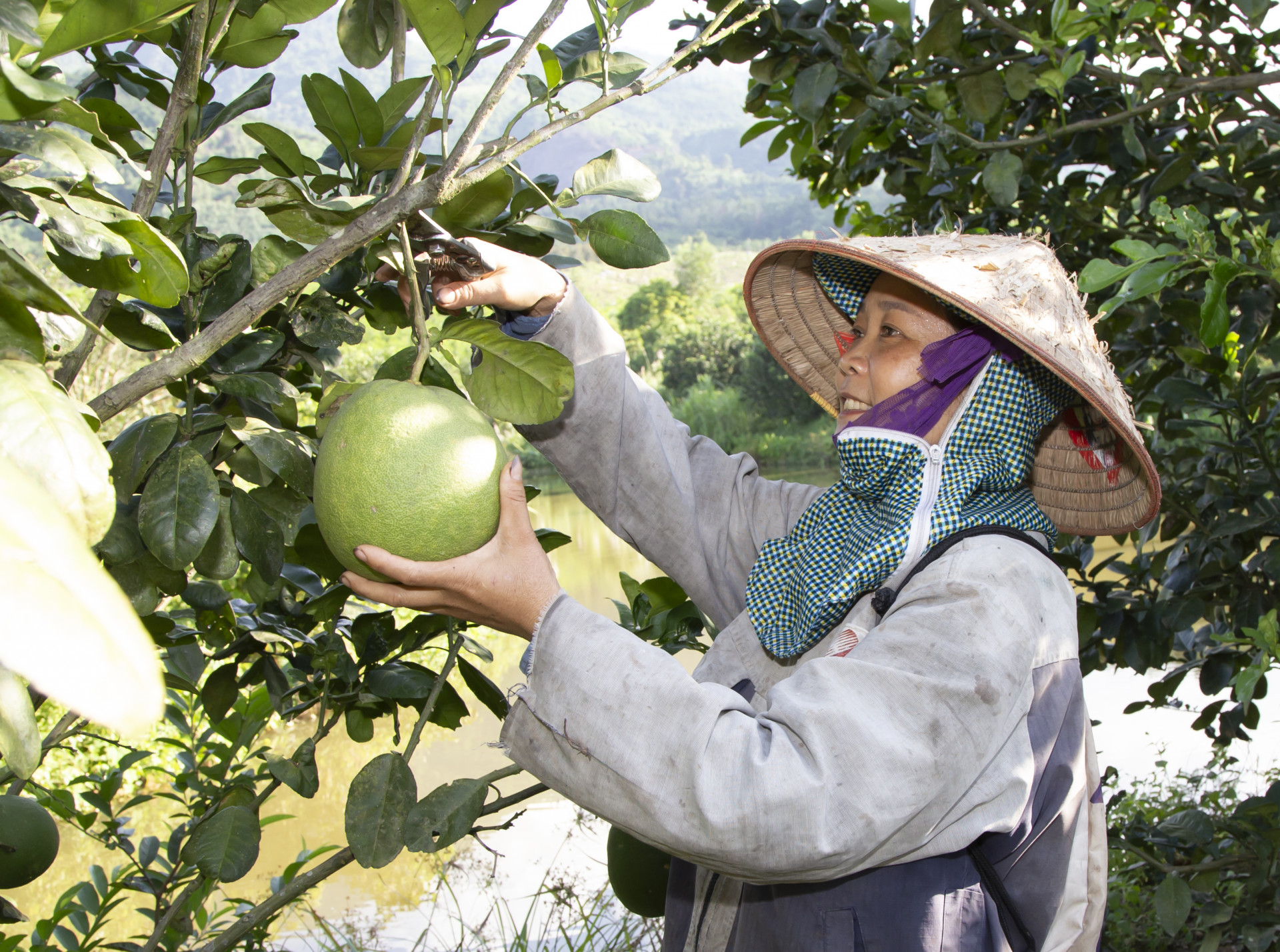 Nông dân xã Khánh Thành, huyện Khánh Vĩnh thu hoạch bưởi da xanh. Ảnh: Công Định