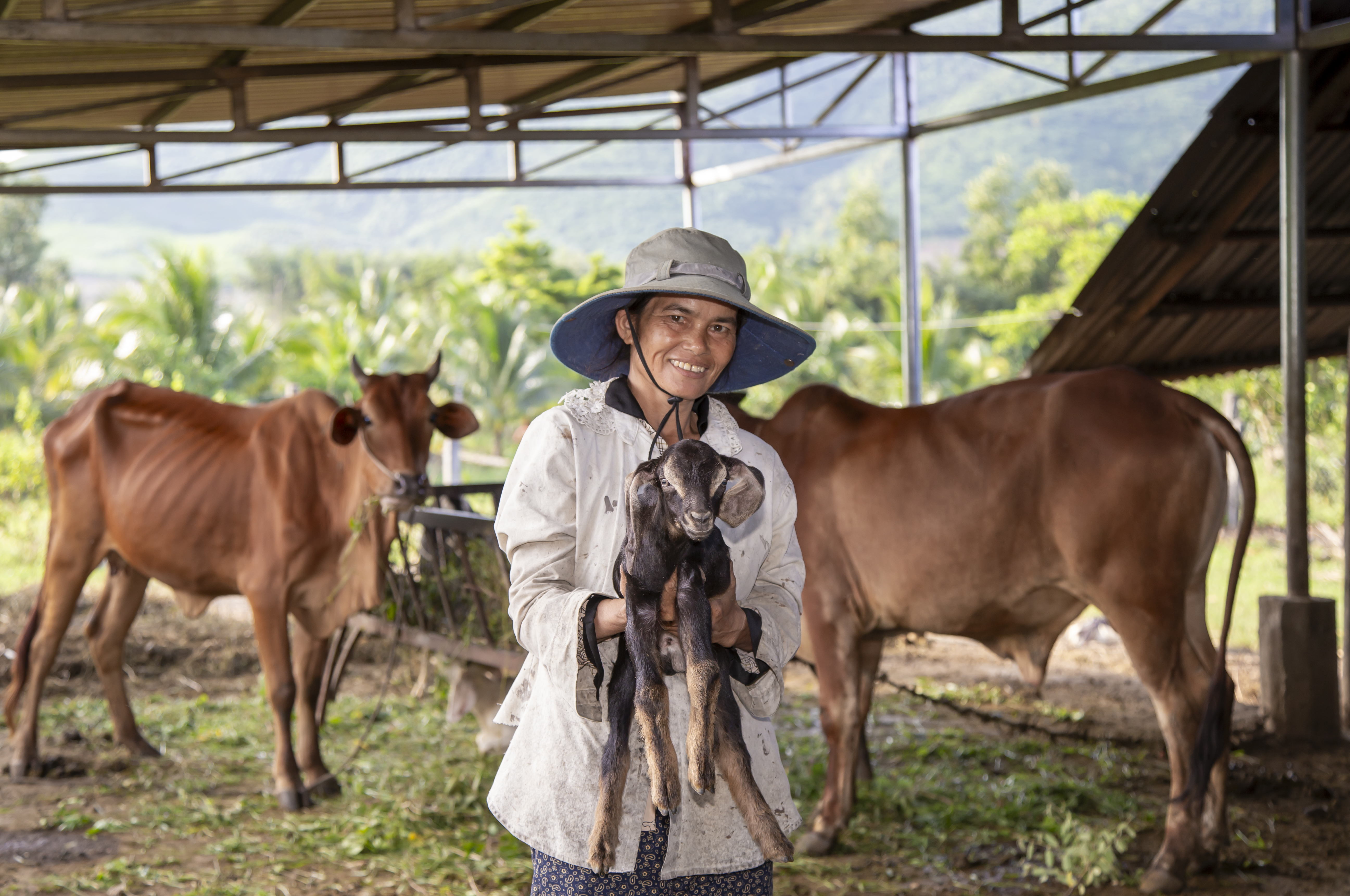 Nông dân thôn Suối Sâu, xã Ninh Tân chăn nuôi dê, bò