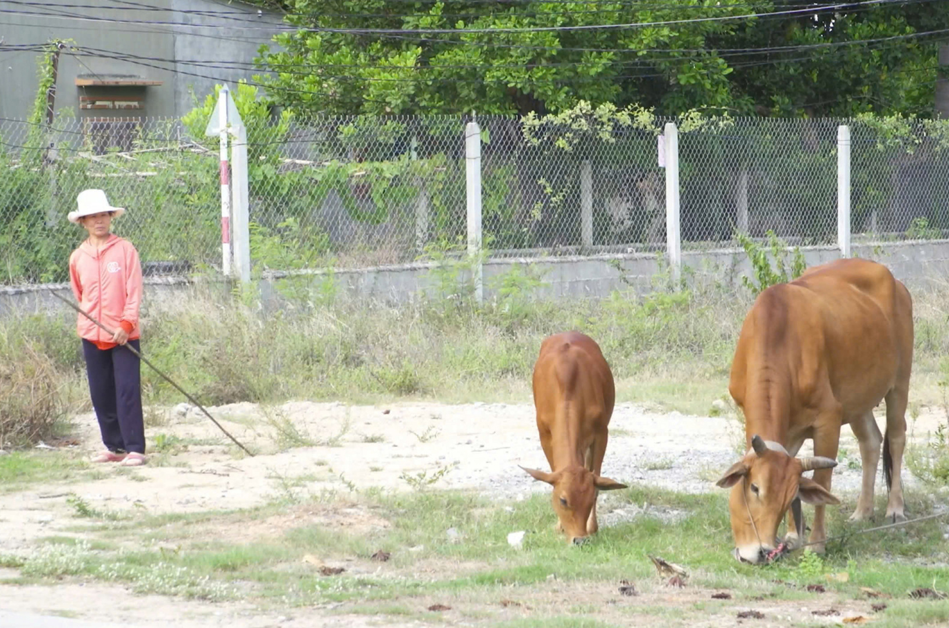 Huynh Thi Chung borrowed capital to raise cows.