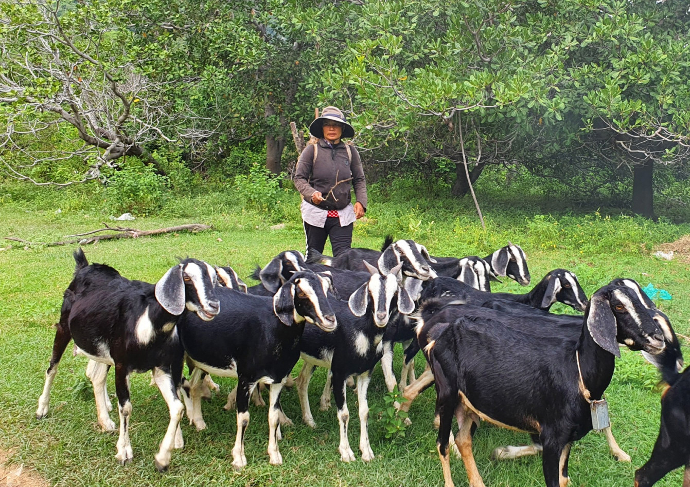 Thoát nghèo nhờ nuôi dê