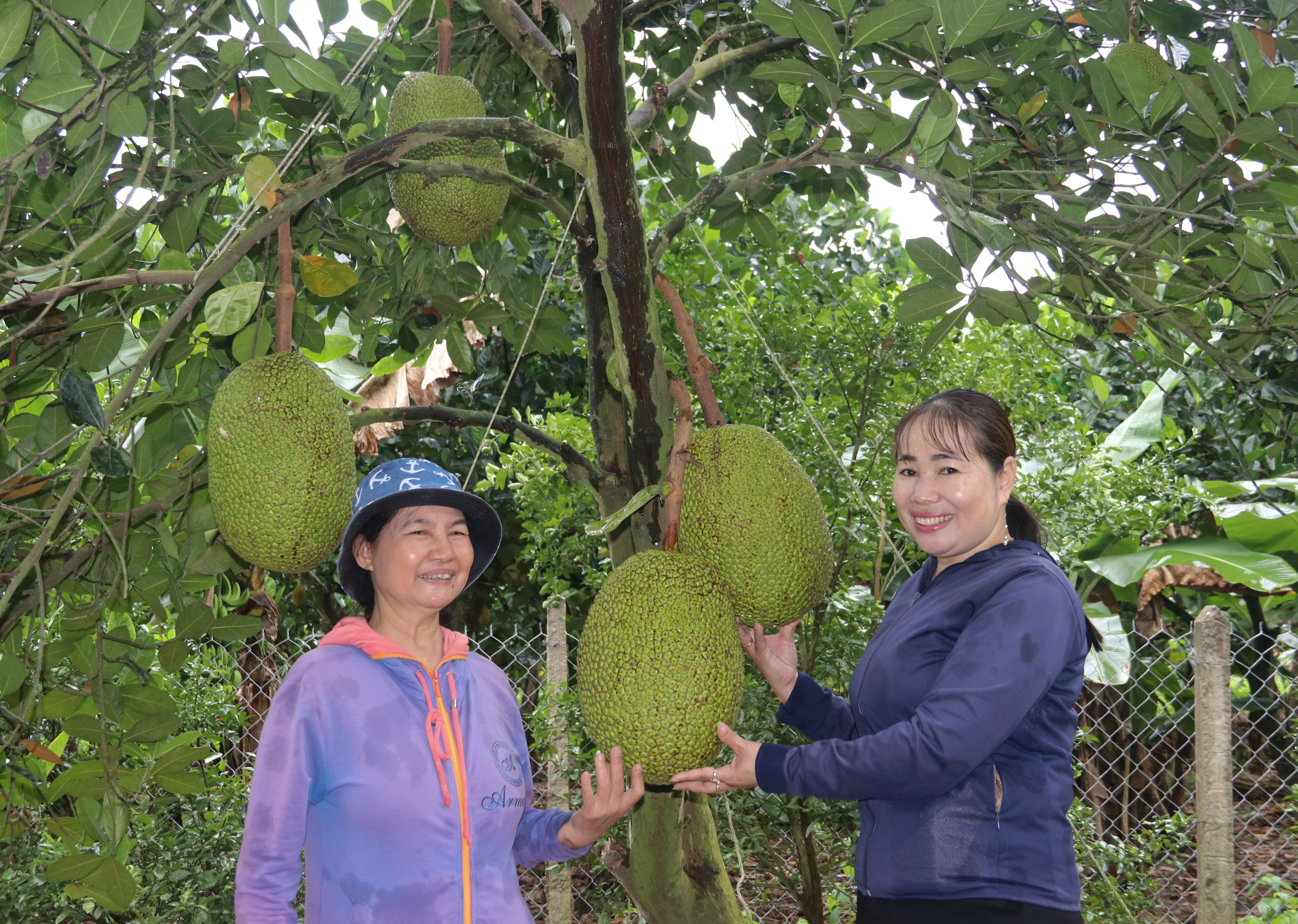 Xã Diên Thọ: Hiệu quả Tổ liên kết phụ nữ khởi nghiệp từ vườn cây ăn quả