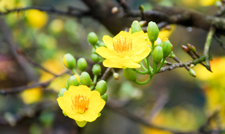 Tăng cường các biện pháp bảo đảm đón Tết vui tươi, lành mạnh, an toàn, tiết kiệm