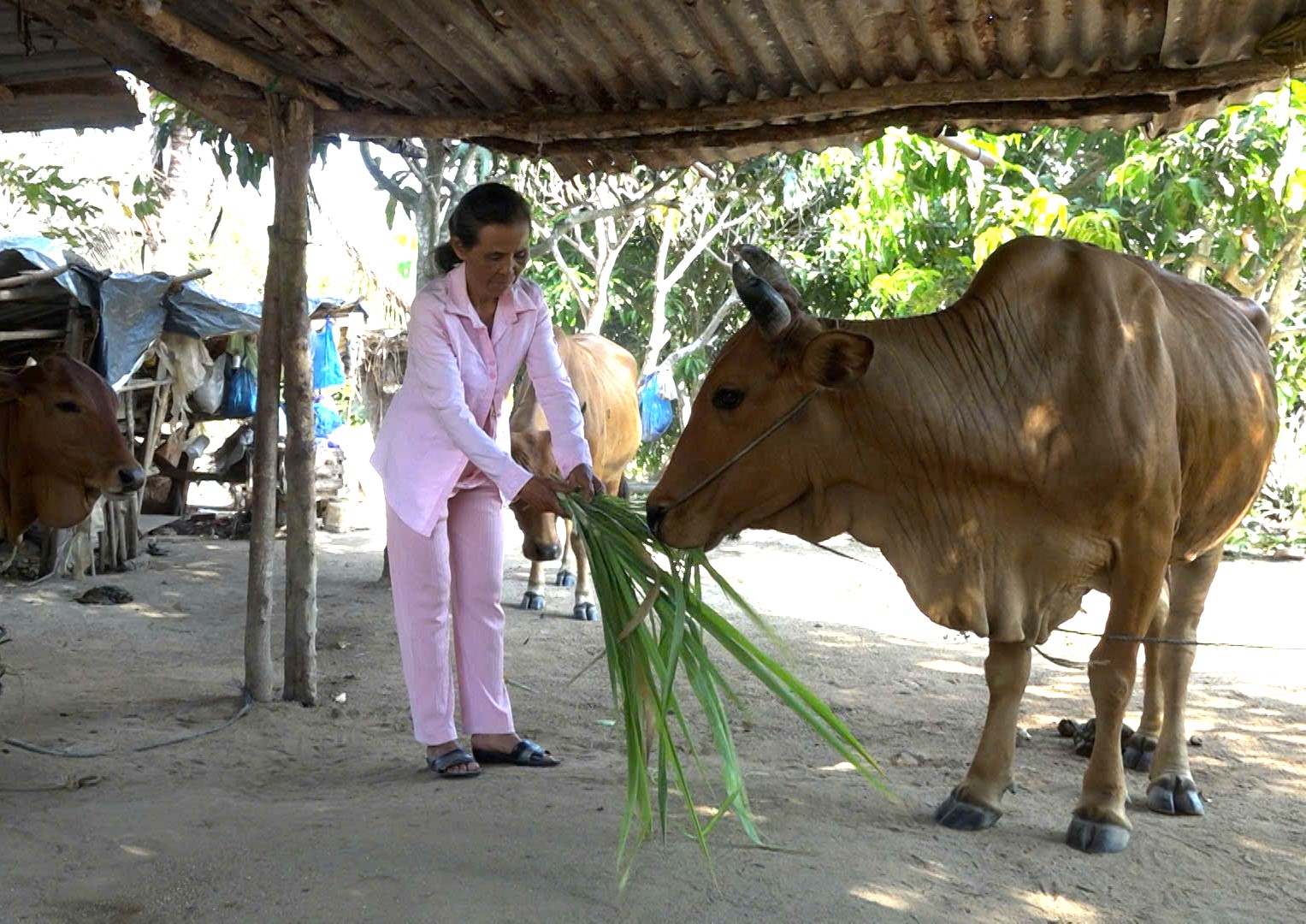 Người dân thôn Lỗ Gia chăn nuôi bò sinh sản.