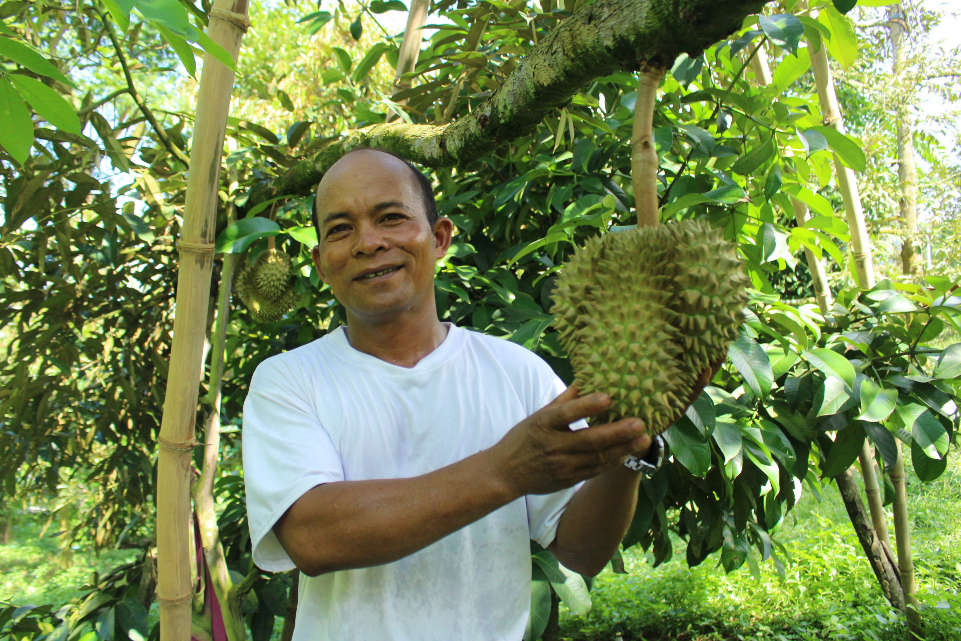 Ông Bo Bo Khá - người có uy tín ở tổ dân phố Hạp Thịnh đi đầu trong chuyển đổi cây trồng kém hiệu quả sang trồng sầu riêng