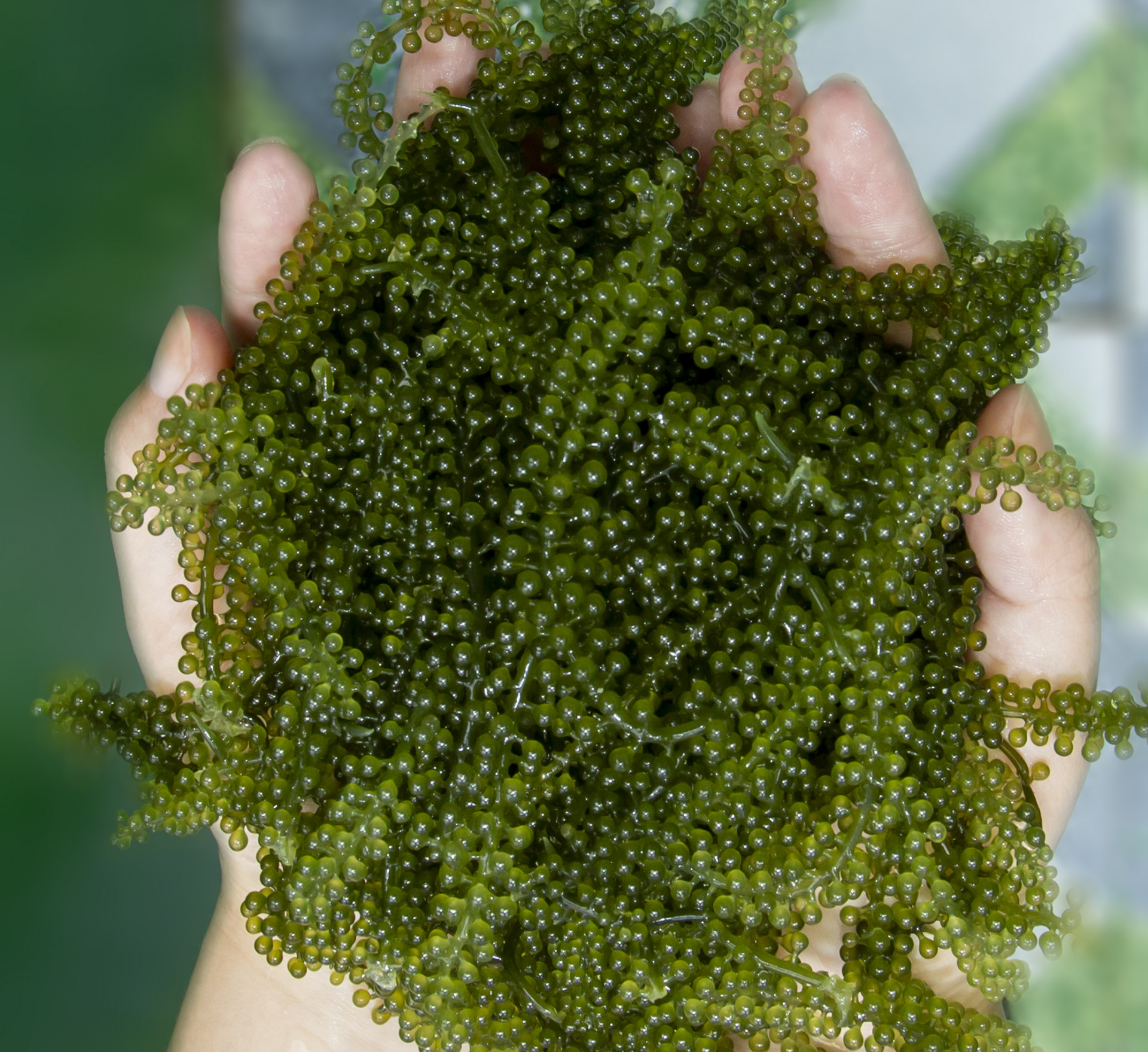 Seaweed of Khanh Hoa