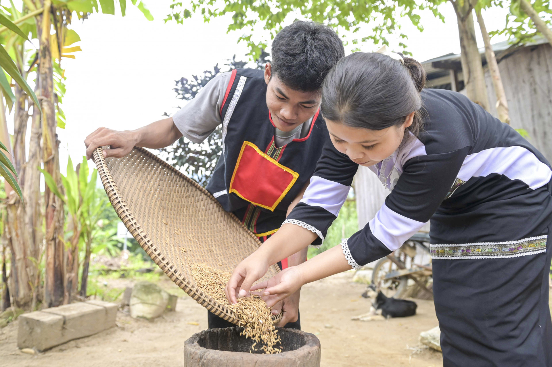 Cao Thị Mi Chiêu (bên phải) tranh thủ cuối tuần 
để cùng với các bạn học làm gạo rẫy 
của đồng bào Raglai.
