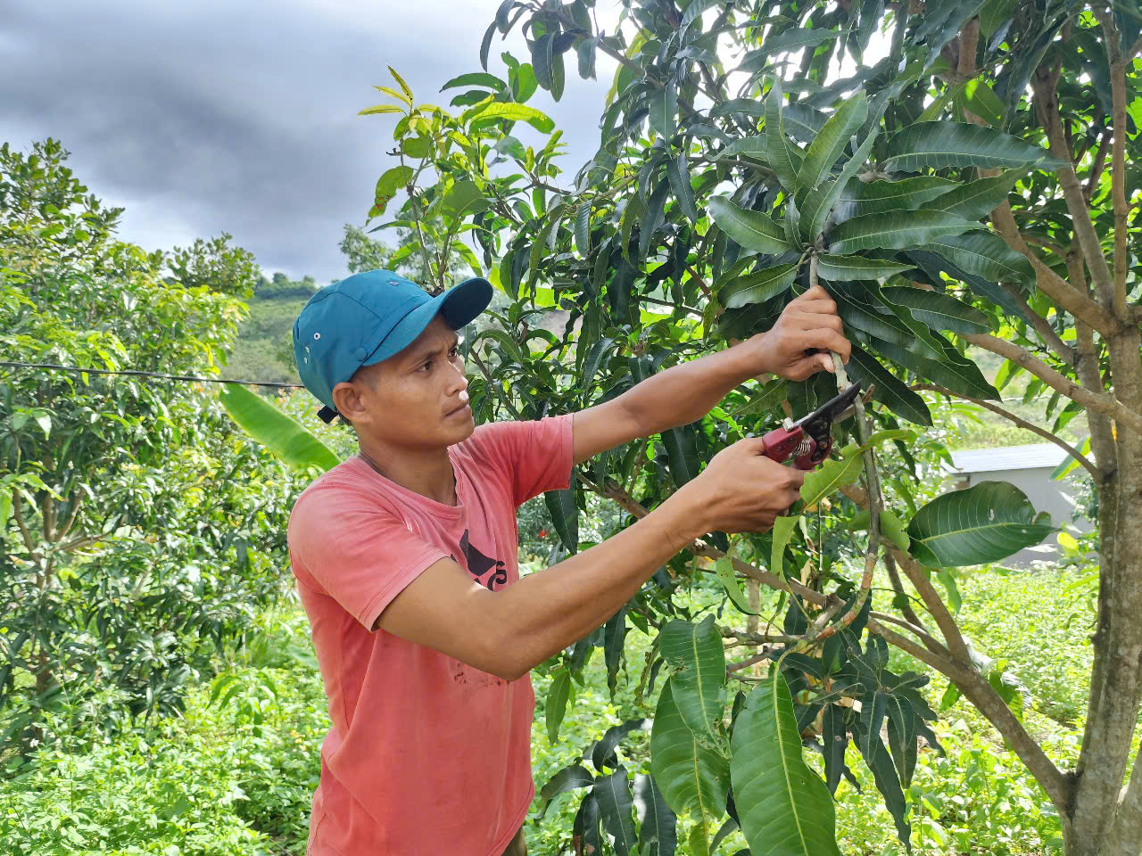 Cây ăn quả “bén rễ” trên đất khó Sơn Tân