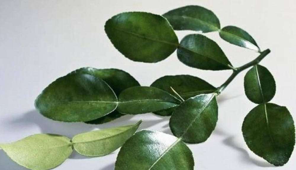 Lá chanh được xem là một loại thảo dược có tác dụng chữa bệnh rất tốt. (Ảnh: ITN)