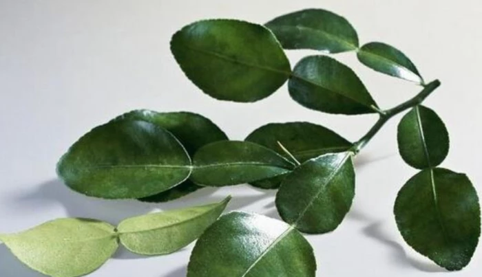 Lá chanh - vị thuốc quý trong mỗi gia đình