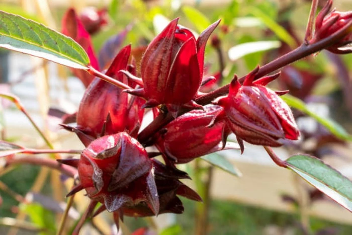 Những tác hại tiềm ẩn ít người biết của hoa atiso đỏ