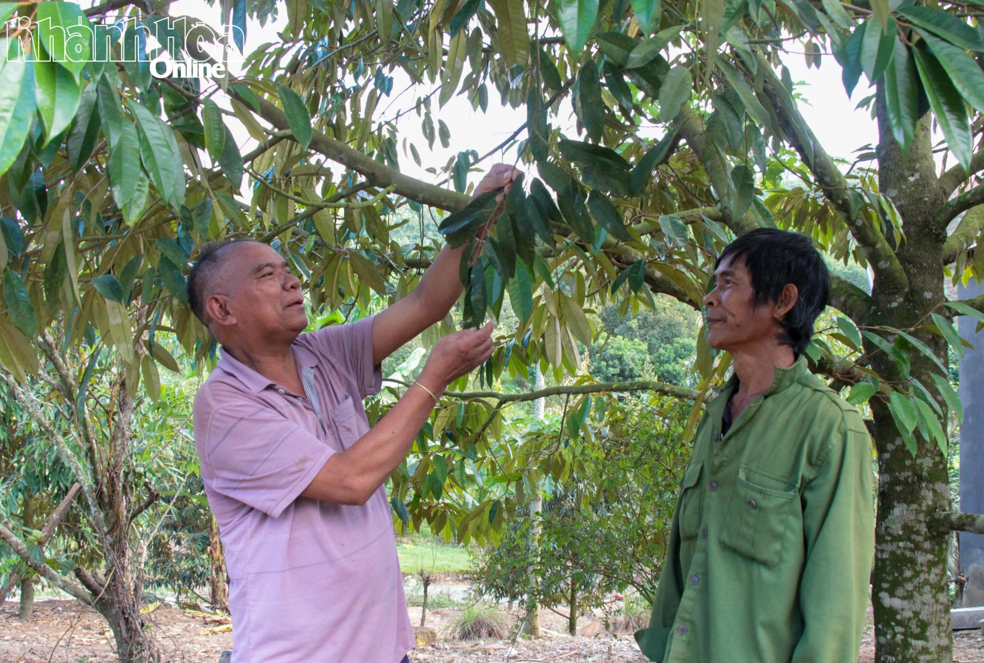 Ông Mấu Quốc Nấm (bên trái) hướng dẫn người dân thôn Dốc Trầu chăm sóc sầu riêng sau mưa lũ.
