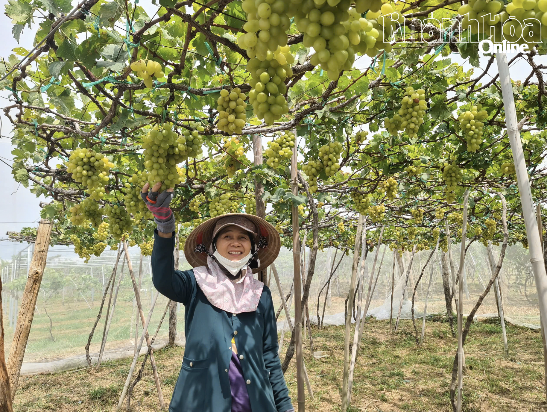 Doanh nghiệp chế biến các sản phẩm đặc trưng như nho, hành tím, yến sào sẽ được ưu tiên hỗ trợ từ nguồn khuyến công.