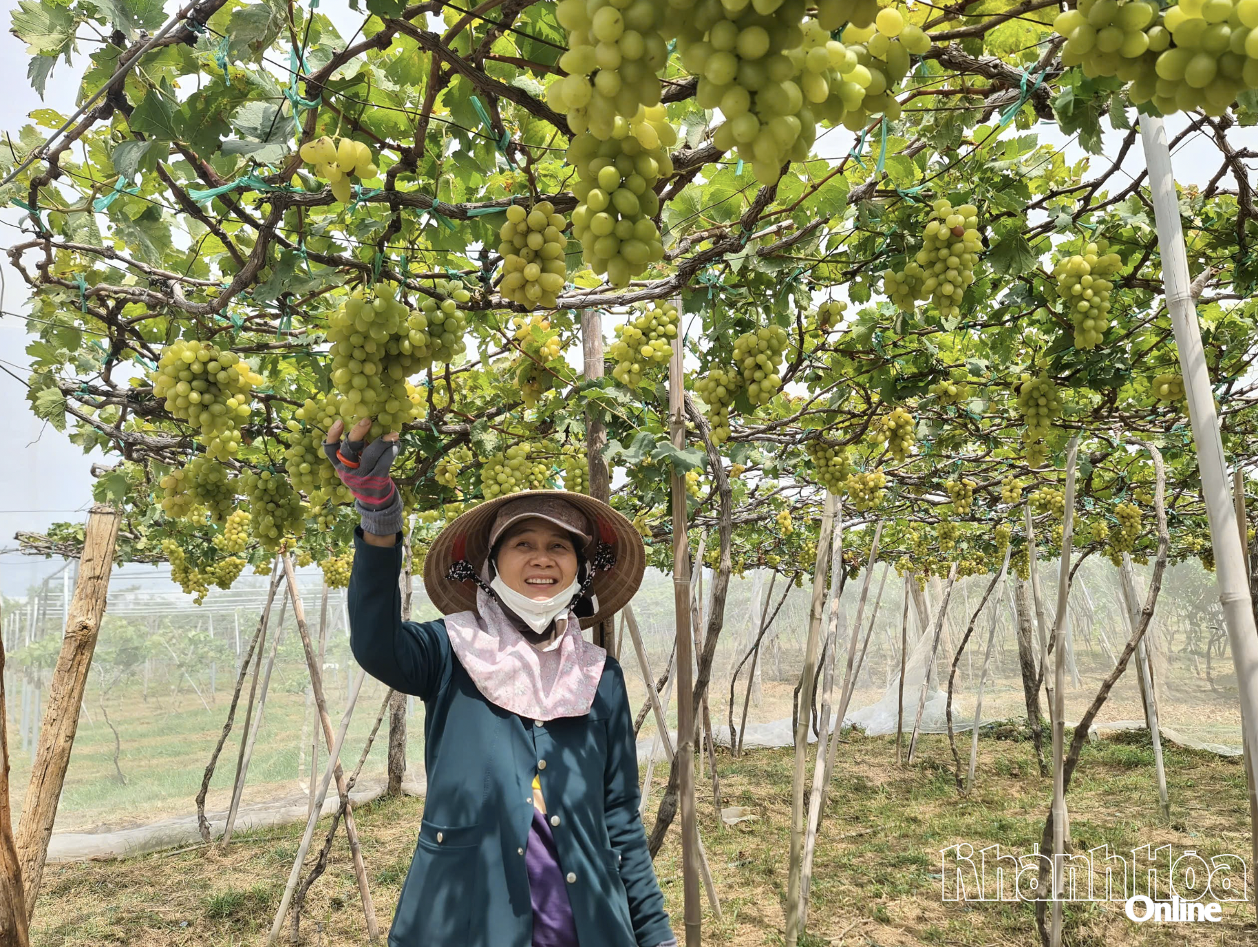 Products derived from grapes  supported by the industrial promotion program for better development.