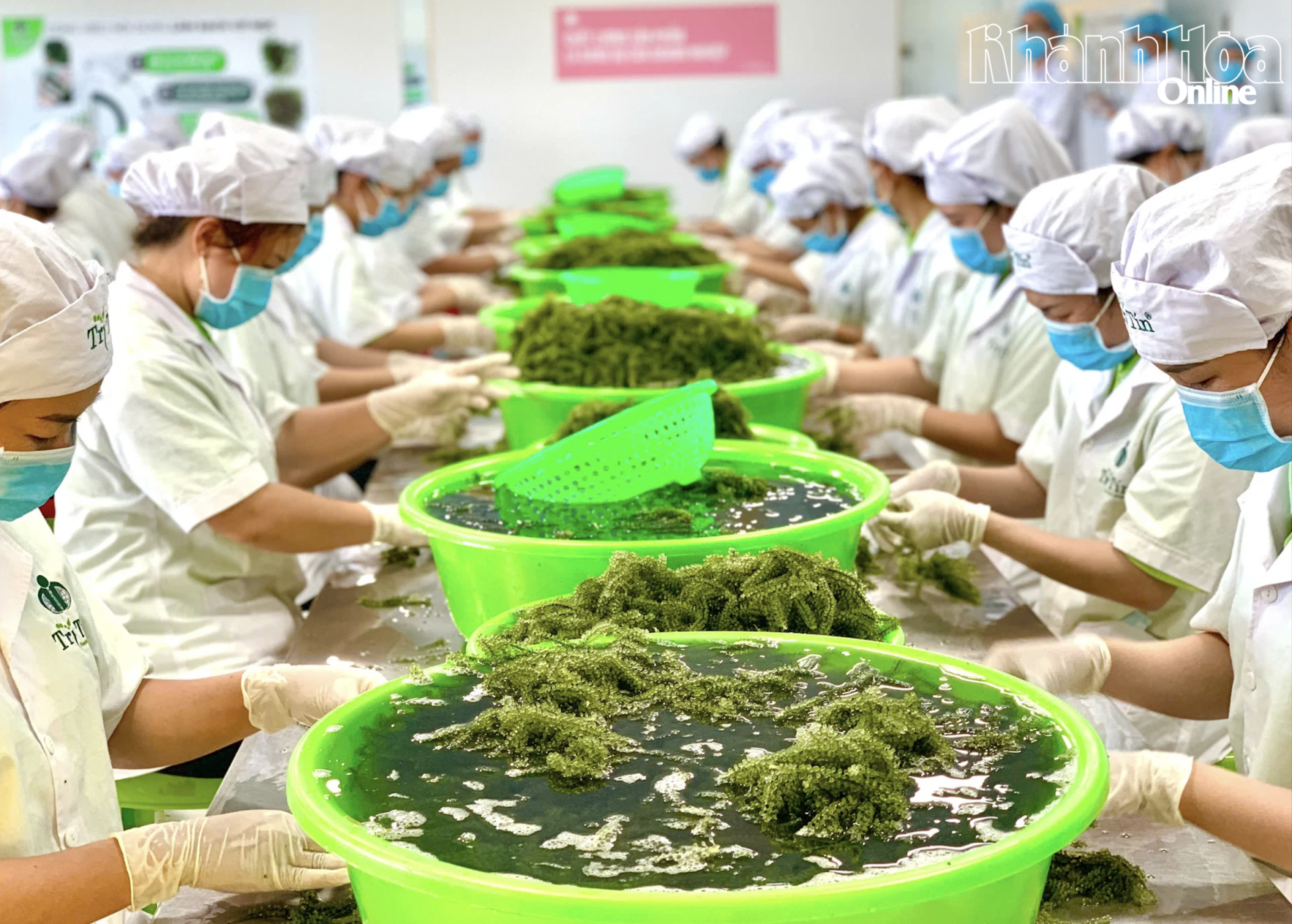 Sea grape products of Tri Tin Co., Ltd.