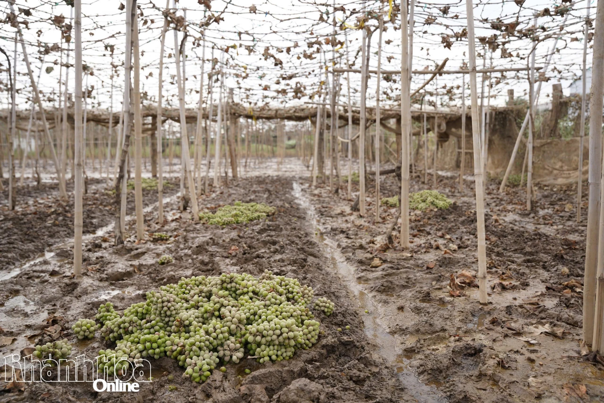 Vườn nho của ông Tống Minh Hoàng (xã Ninh Phước) hư hại sau nhiều ngày ngập trong nước lũ.