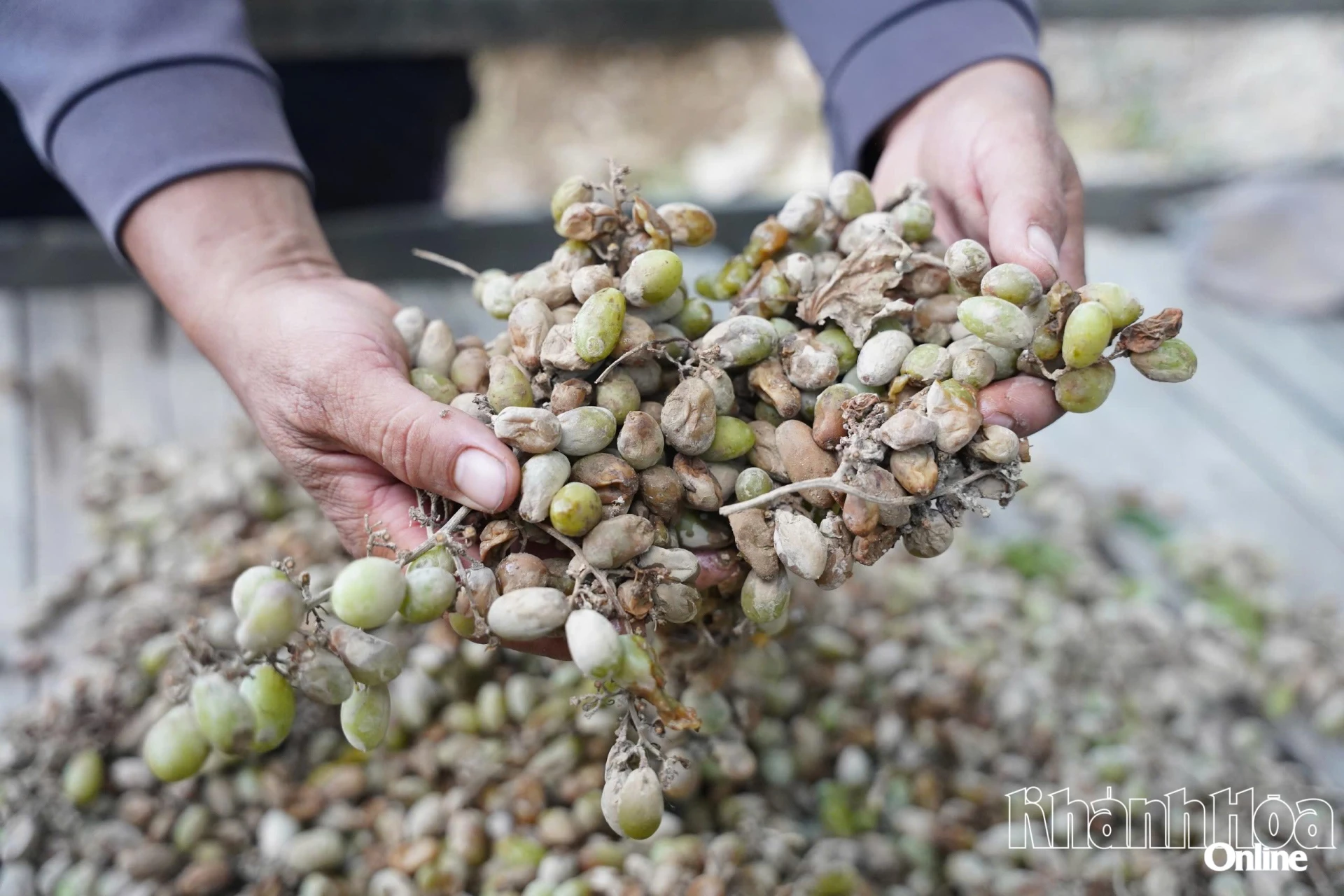 Vườn nho của ông Tống Minh Hoàng (xã Ninh Phước) hư hại sau nhiều ngày ngập trong nước lũ.