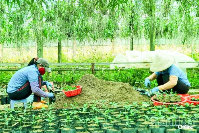 Mô hình trồng cây dược liệu: Kinh tế xanh giàu tiềm năng