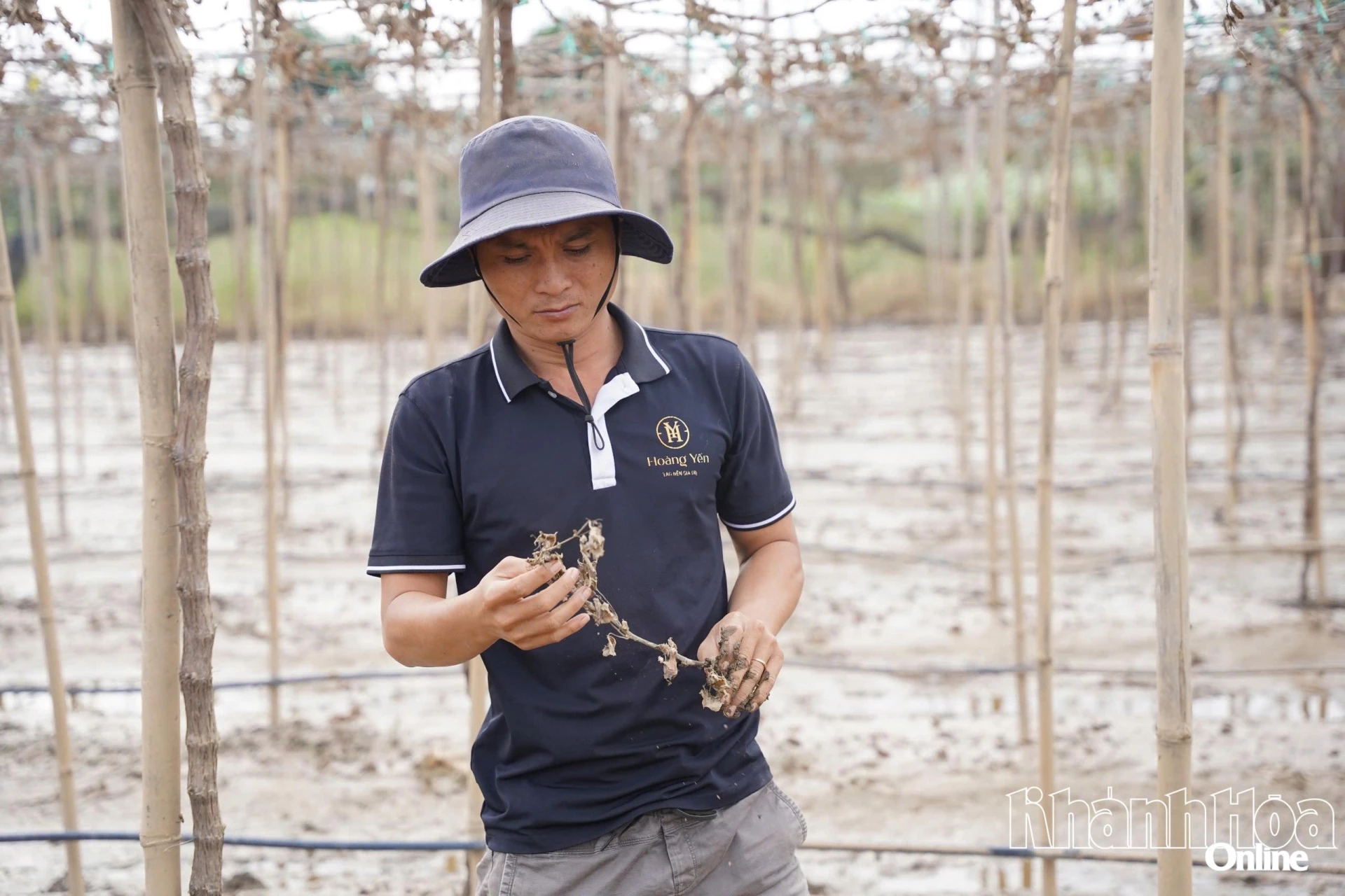 Vườn nho của ông Tống Minh Hoàng (xã Ninh Phước) héo úa sau nhiều ngày ngập trong nước lũ.