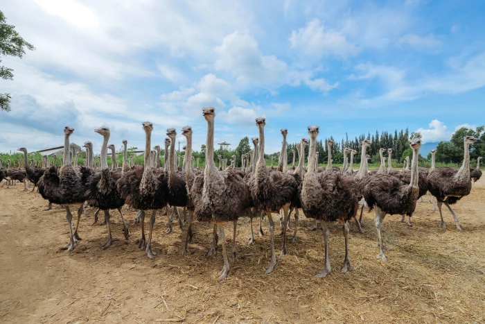 Thịt đà điểu VietOstrich dinh dưỡng vượt trội, lựa chọn tối ưu cho mọi gia đình