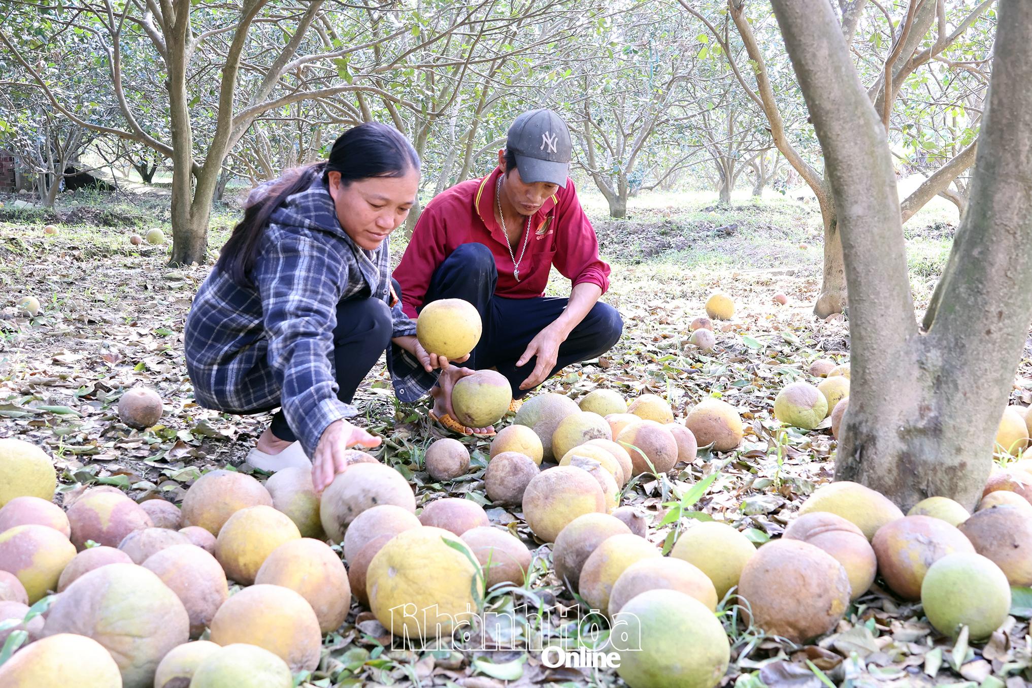 Vợ chồng bà Lục Thị Quyên thu dọn những trái bưởi bị úng do nước lũ.