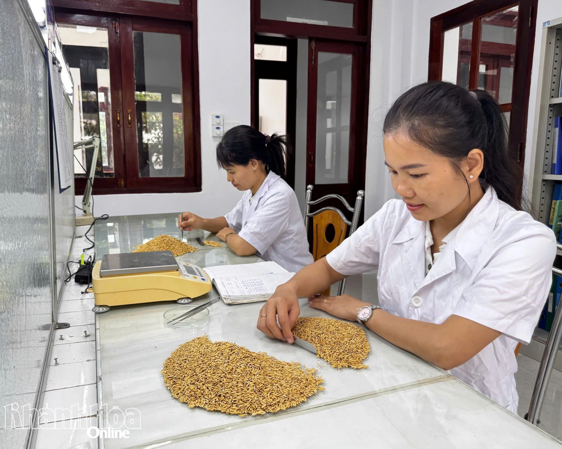 Nhân sự Viện Nghiên cứu Bông và Phát triển Nông nghiệp Nha Hố thử nghiệm chất lượng hạt giống lúa.