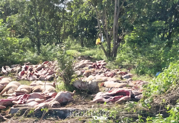 Nghi giết mổ heo chết do bệnh dịch bán ra thị trường