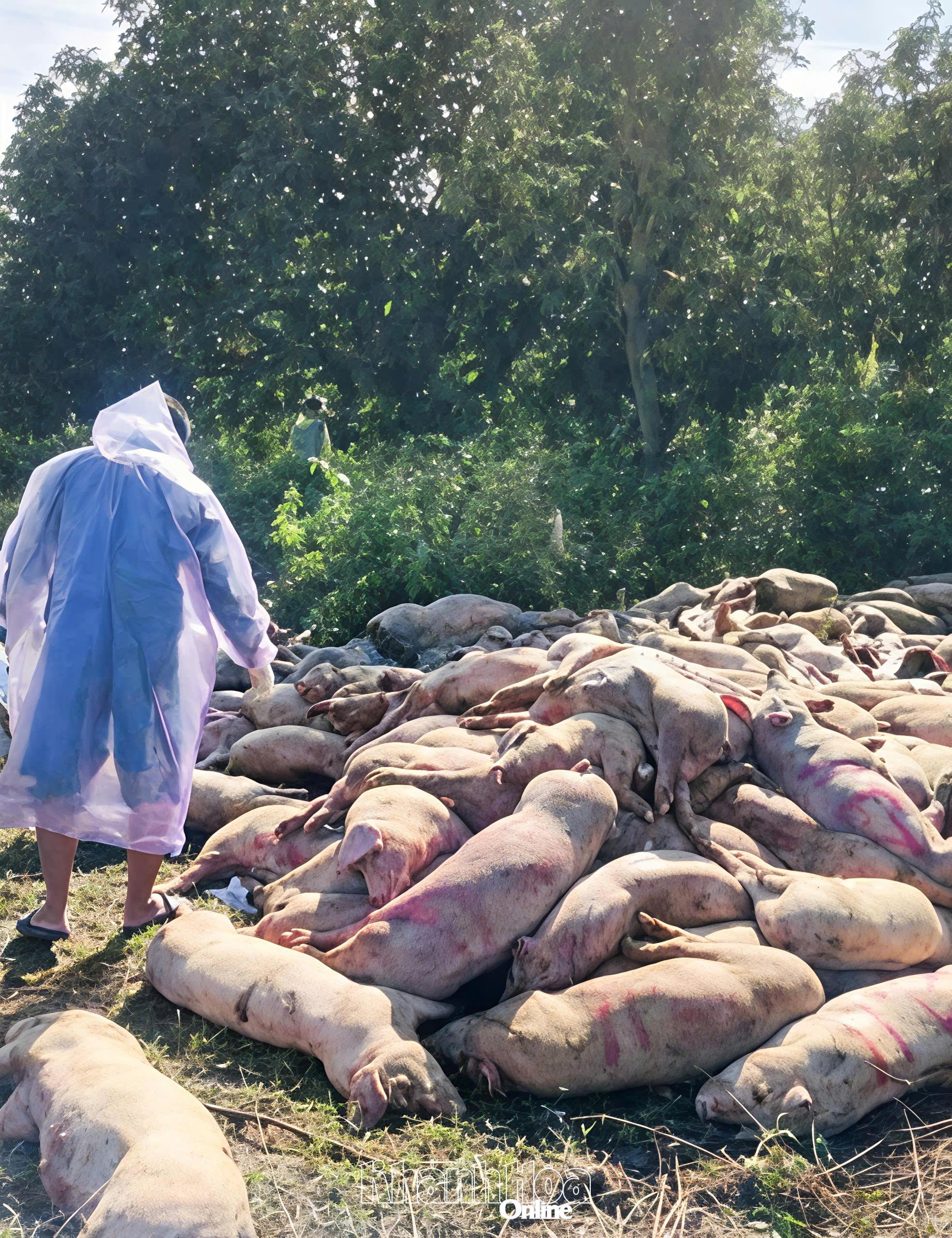 Phát hiện hơn 300 con heo nghi bị ASF được tập kết tại thôn Tân Sinh Tây để giết mổ bán ra thị trường.