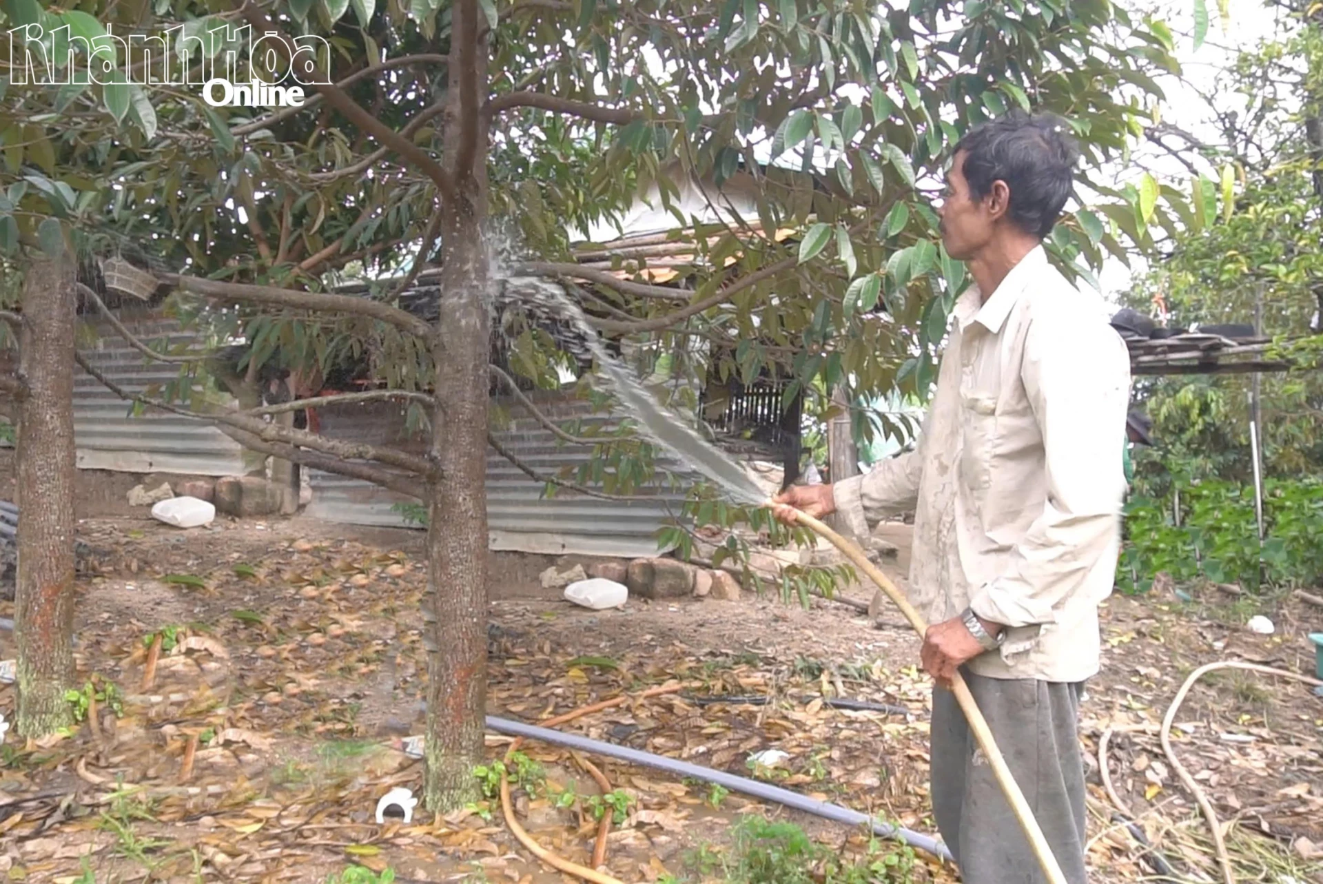 Ông Mang Xê chăm sóc vườn sầu riêng hơn 3 năm tuổi.