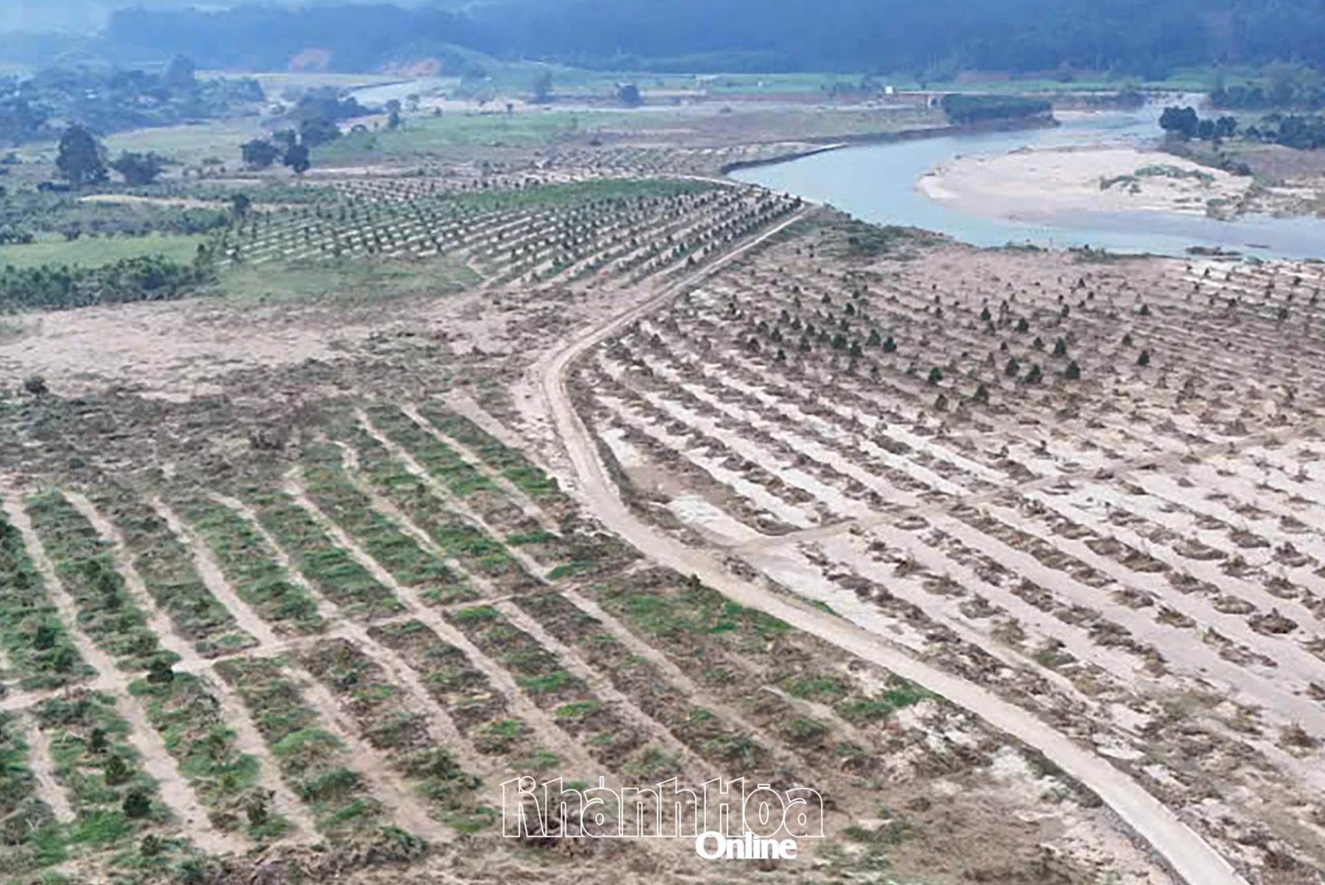 Vườn sầu riêng 3 năm tuổi của gia đình ông Nguyễn Vũ Anh Dũng, xã Tây Khánh Vĩnh bị nước lũ cuối trôi.