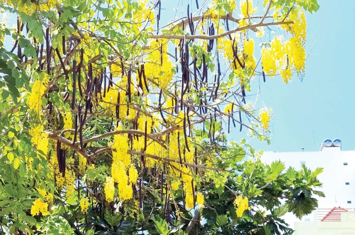 Hoa vàng sân trước