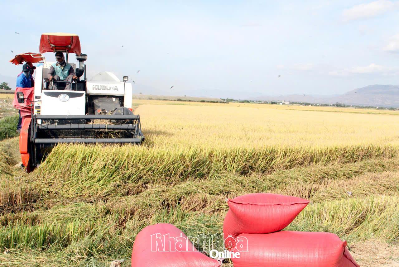 Mô hình cánh đồng lúa lớn tại xã Phước Hậu.